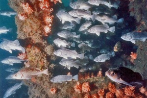 fish reef