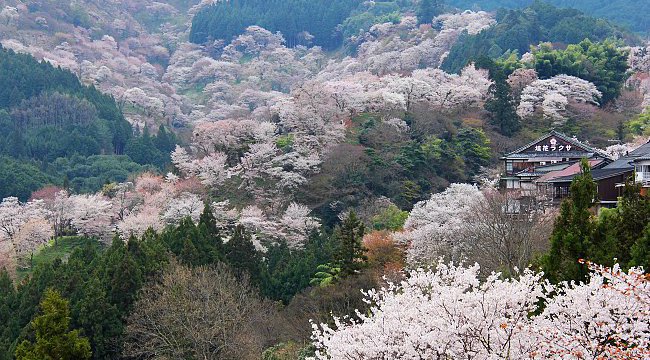 sakura