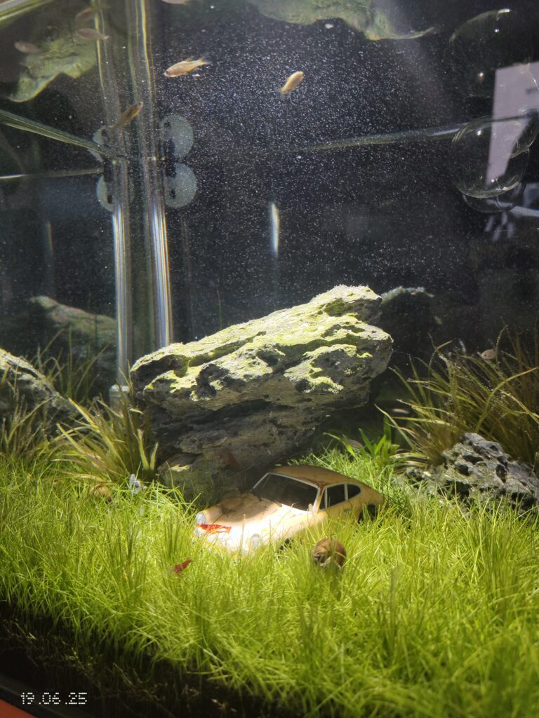 水草と車プラモデルの水景