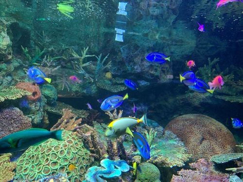 青色やピンク色の、色とりどりの熱帯魚が水槽の中でたくさん泳いでいる写真