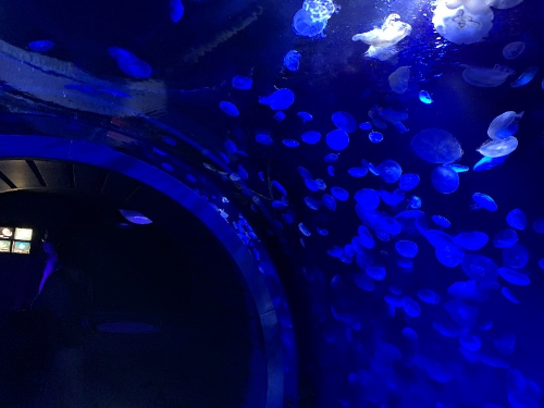 薄暗い屋内水槽が天井から足元もまであり、その中にくらげがたくさんふわふわと浮かんでいる様子。
