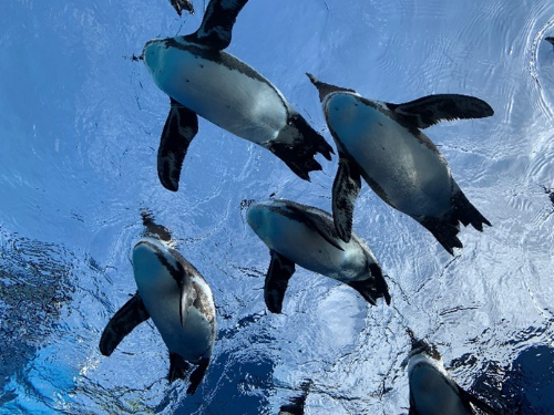屋内水槽にペンギンが空を飛ぶように頭の上を泳いでいる様子