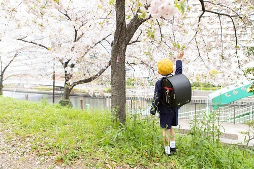 桜の木の下で、手を伸ばして桜の花を触っているランドセルを背負った小学1年生の男の子の写真。