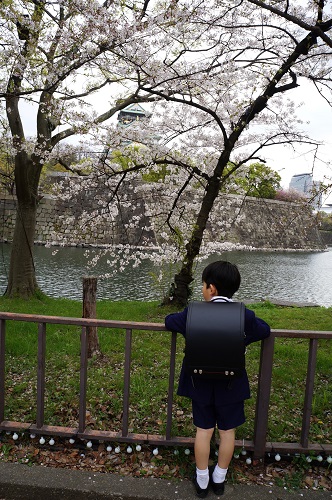 一番奥に大阪城、お濠沿いに植えられた桜の木の下で大阪城を眺める小学校一年生の男の子の後ろ姿(縦写真)