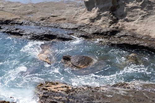 沖に向かって泳ぎ出す亀のように見える石。