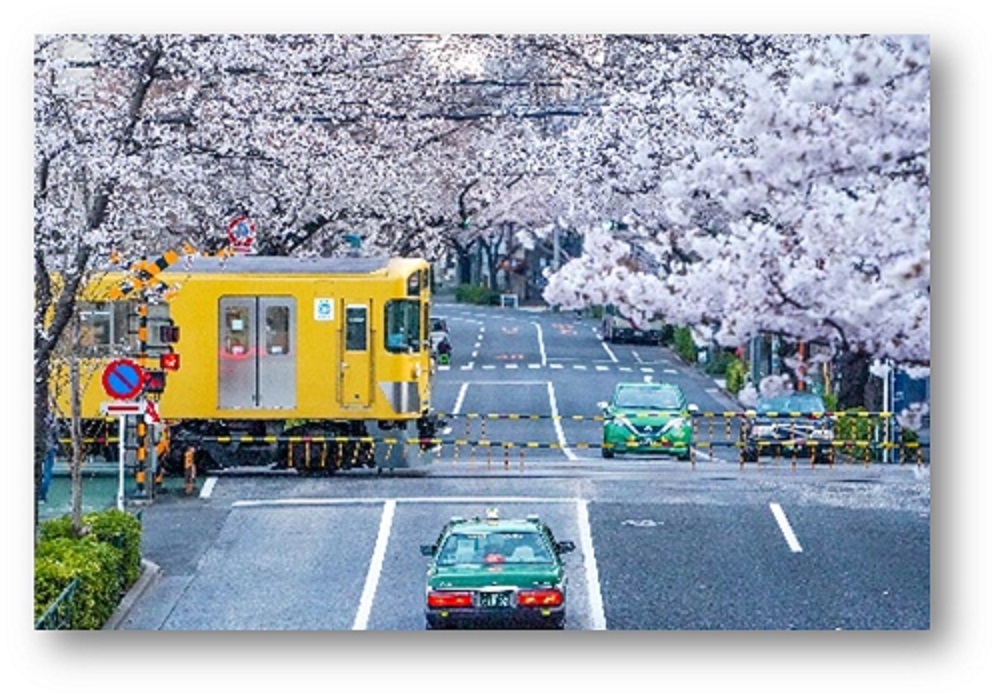 満開の桜、真ん中に踏み切りがあり、黄色い電車が通過している