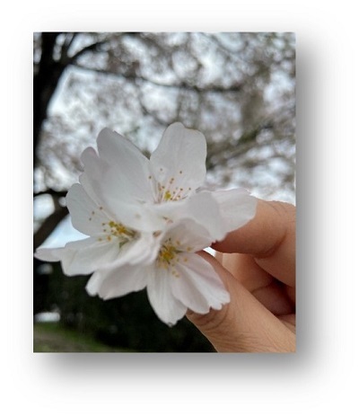 ピントが合っているのは手前の指でつまんだ3輪の桜の花。背景には桜の木。