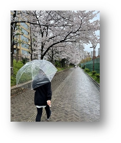 桜並木の雨の遊歩道。