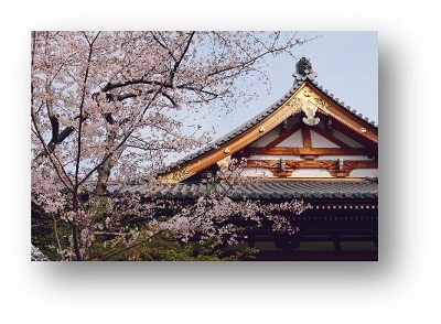 お寺の屋根を背景にした桜の写真。