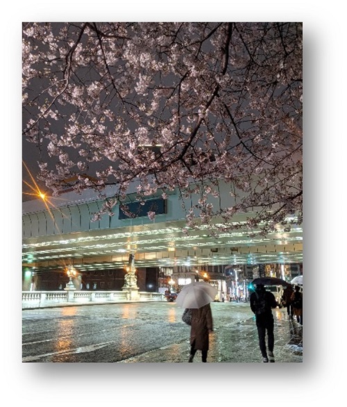 雨の夜の日本橋駅。桜の花びらが散り地面で濡れている。