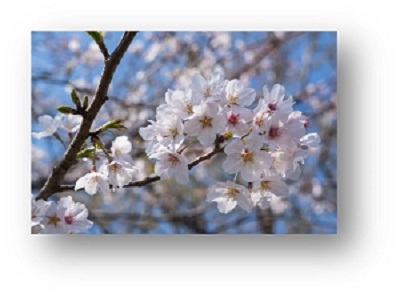 空を背景に桜の花をアップで写している