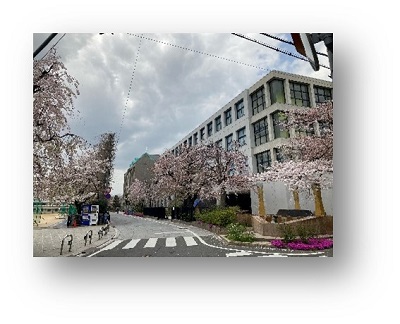 曇り空の中、学校を取り囲むように桜が植えられている