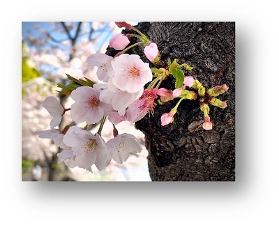 桜の木の幹からピンク色の桜の花が咲いている