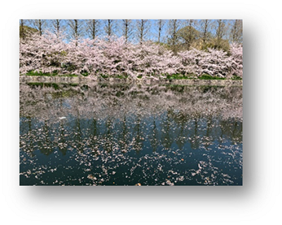 大阪城のお濠沿いの桜と水面に映った桜。水面には散った花びらも浮かんでいる。