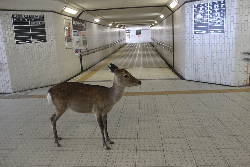 Photo I took in Nara in 2013 -2013年に奈良で撮った写真