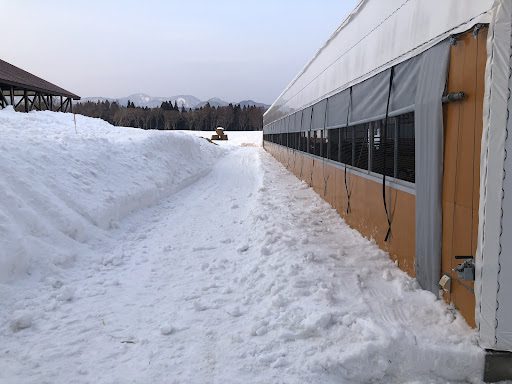雪かき後の雪の山