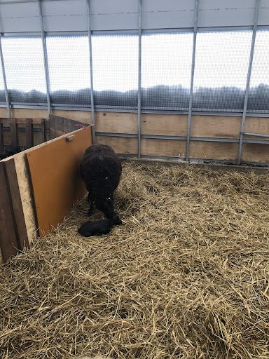 生まれたばかりの黒い子羊1匹